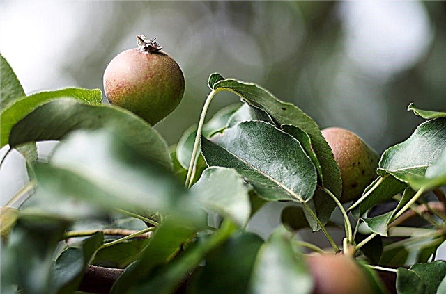 Characteristics of the Ussuriyskaya pear variety