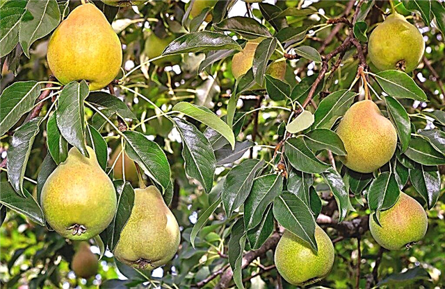Características de las variedades de pera Elena