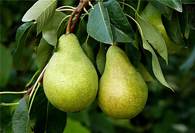 Characteristics of the pear variety Victoria