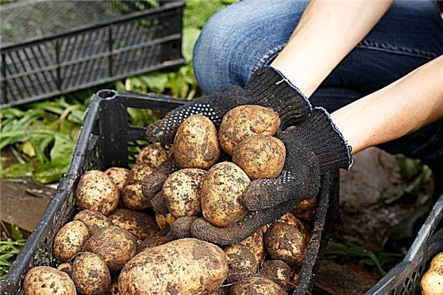 Dispositivos de clasificación de patatas