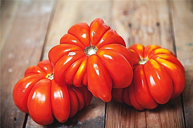 Kjennetegn på tomat Lorraine skjønnhet