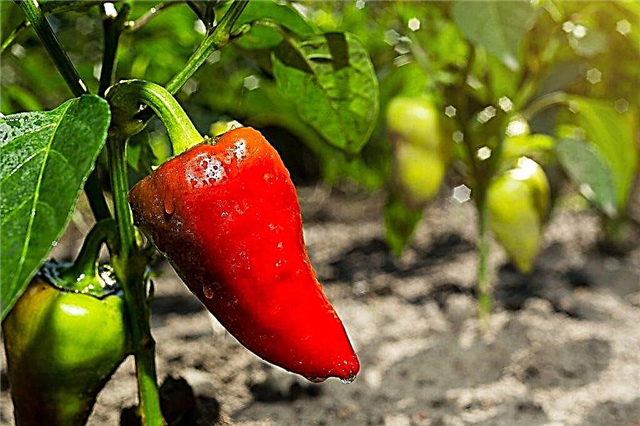 Characteristics of the Pride of Russia pepper variety