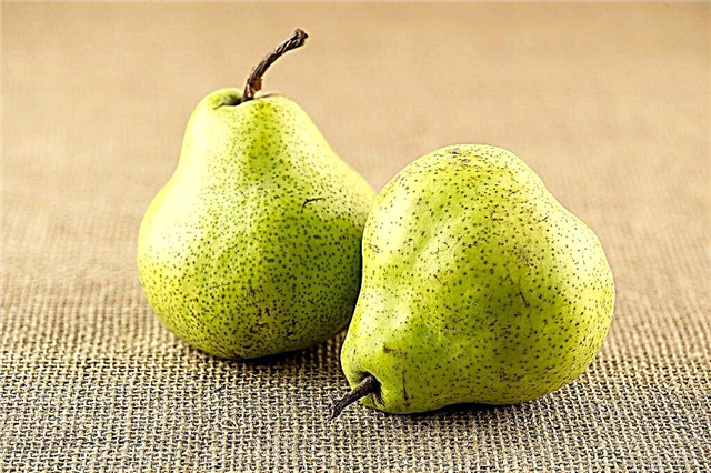Characteristics of Pakham pears