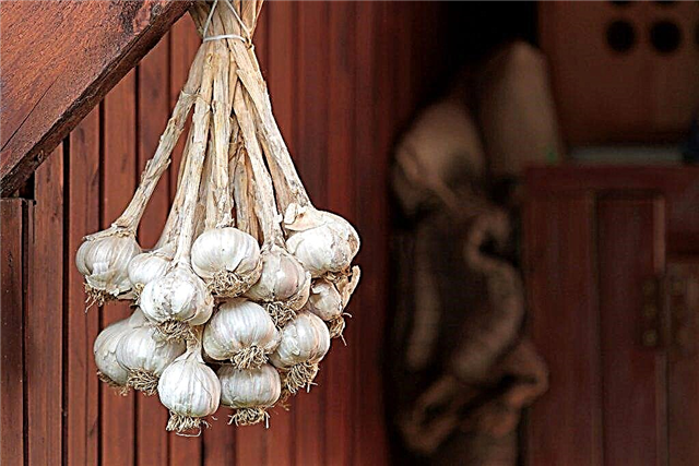 How to store garlic