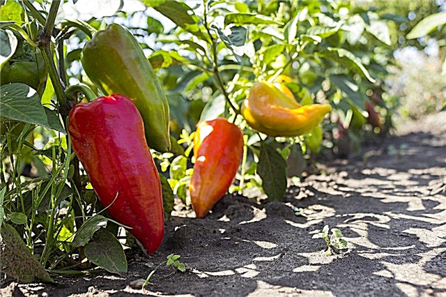 Characteristics of the Admiral f1 pepper variety
