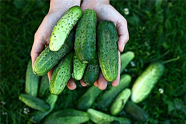 Growing cucumbers in the Moscow region