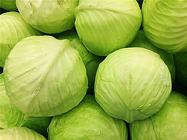 The main types of cabbage