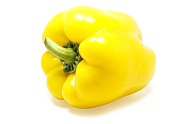 Characteristics of the variety of peppers Blondie F1