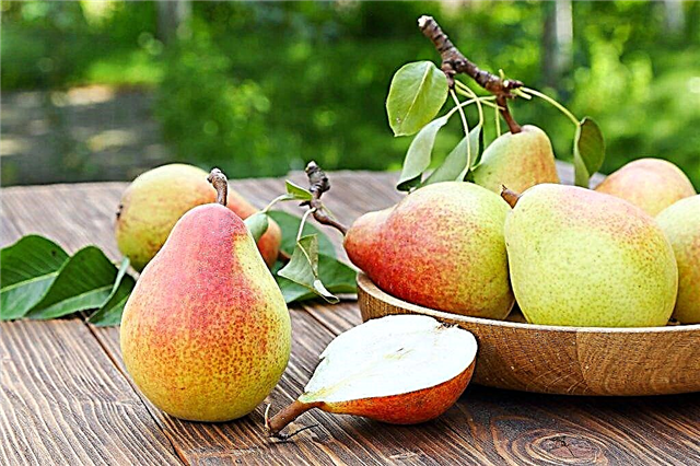 Characteristics of the Yantarnaya pear variety