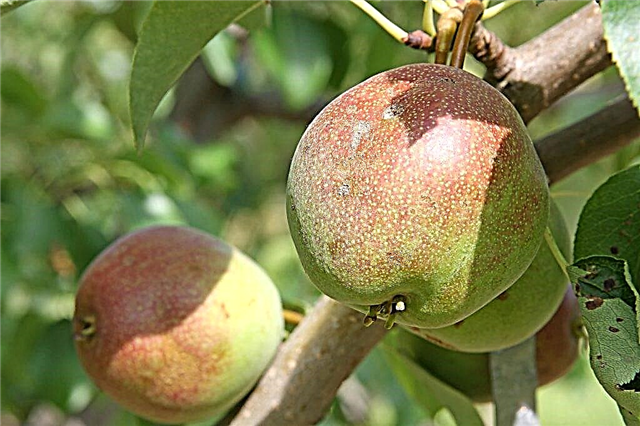 Characteristics of the pear variety Rainbow