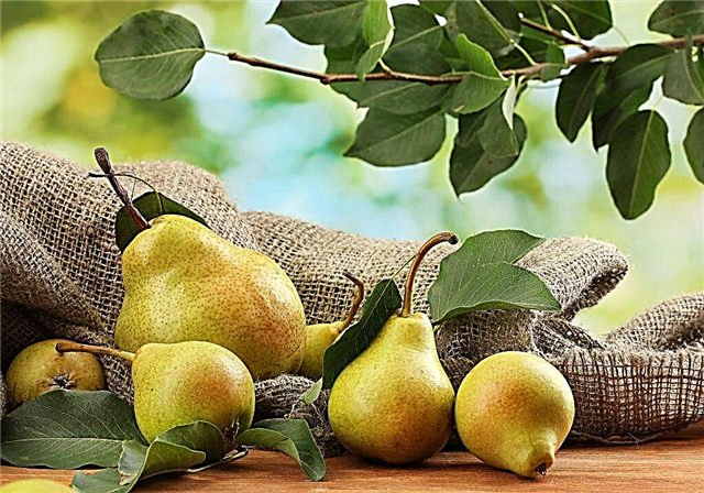 Kjennetegn på Vernaya pæresorter