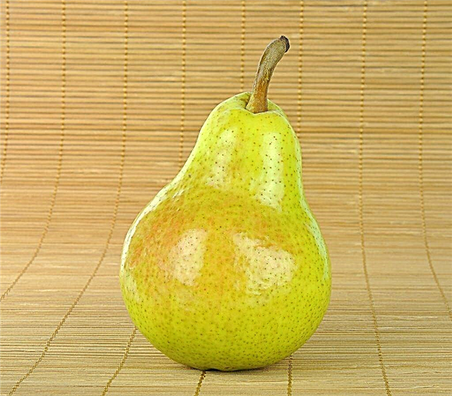Characteristics of pear varieties Gera