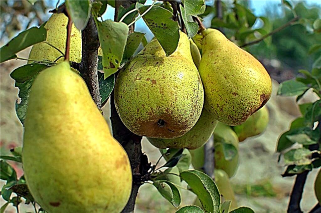 Characteristics of Kieffer pears