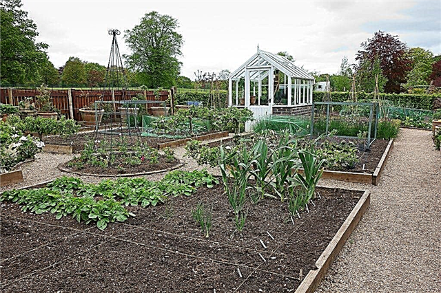 Rules for planting potatoes in the beds