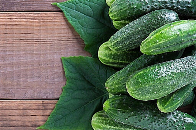 The best varieties of cucumbers with the letter C