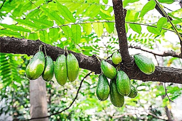 Bilimbi cucumber tree