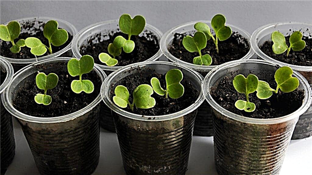 The principle of growing cabbage seedlings