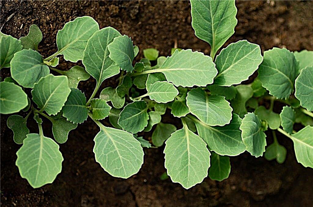 Planting cabbage for seedlings in 2018 according to the lunar calendar
