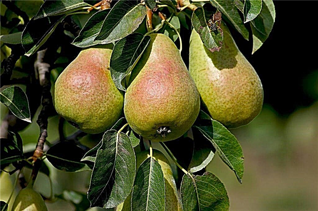 Characteristics of the cathedral pear variety
