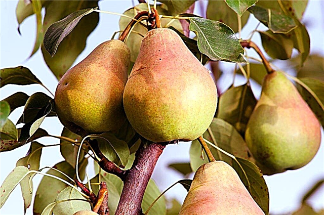 Characteristics of the pear variety Extravaganza