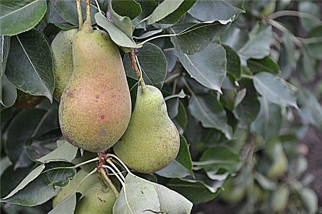 Characteristics of the pear variety Wonderful