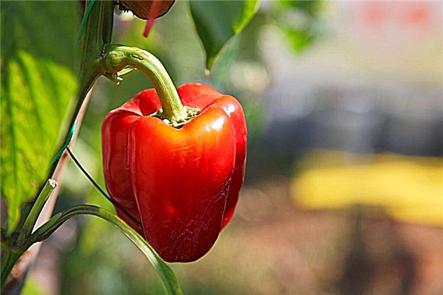 Characteristics of the variety of peppers Tolstyachok