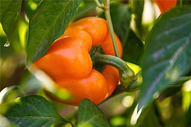 Ernten Sie Sorten sibirischer Paprika
