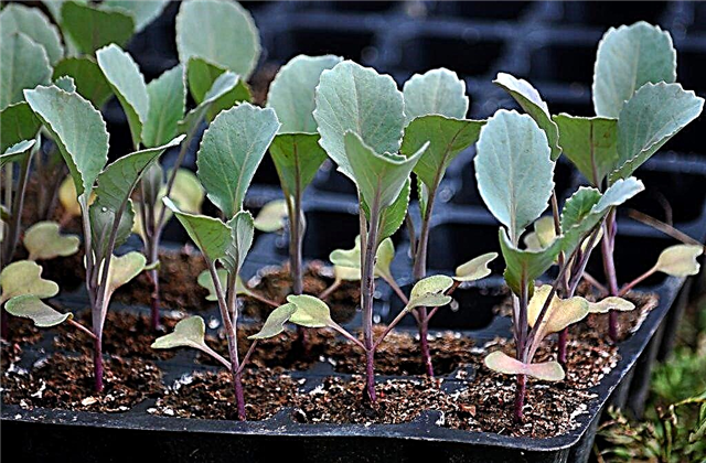 Why did cabbage seedlings stretch out?