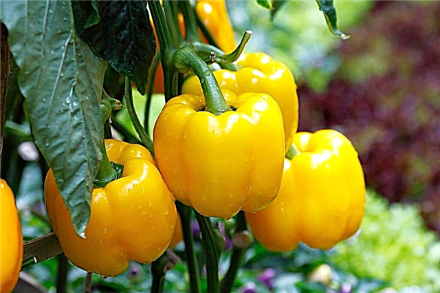 What are the best sweet peppers?