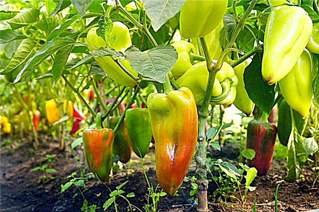 De beste variantene av paprika til polykarbonatdrivhus
