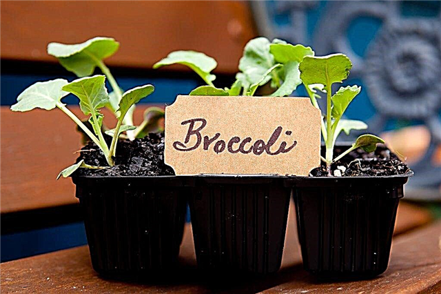 Plantning af broccoli-frøplanter