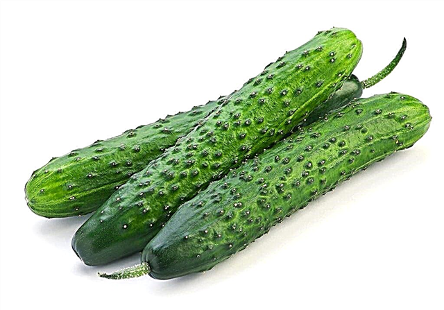 Characteristics of the Chinese cold hardy cucumber