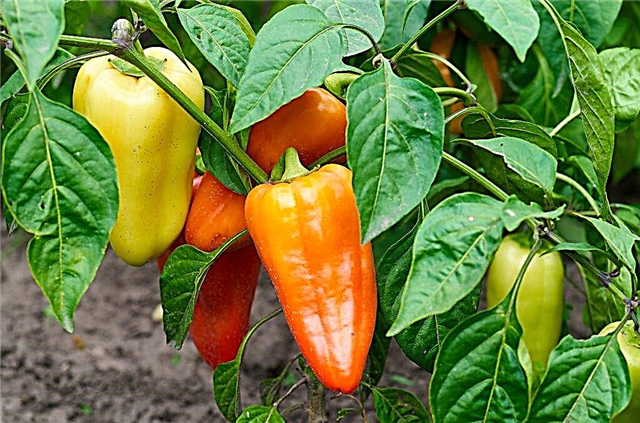 Characteristics of the variety of peppers Love
