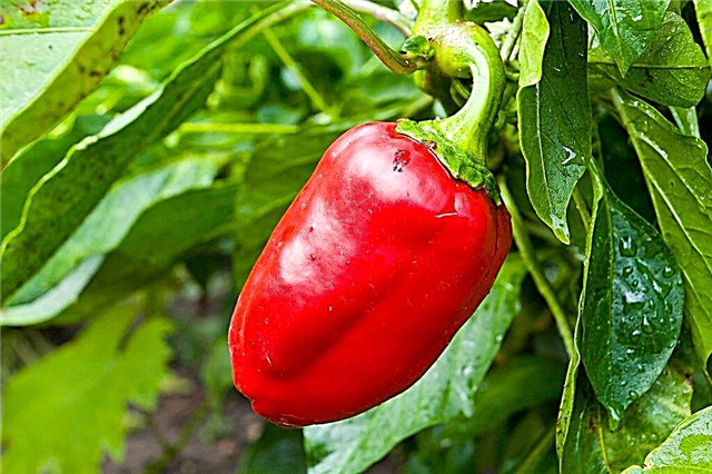 Characteristics of the variety of peppers Zorka