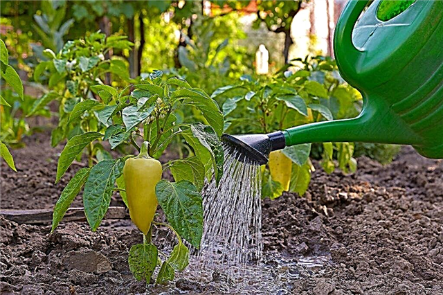 Watering the peppers with iodine