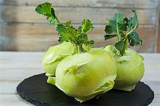 Sowing Kohlrabi cabbage for seedlings