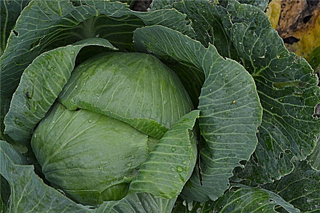 Characteristics of cabbage variety Blocker F1