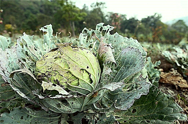 Cabbage pests and ways to combat them