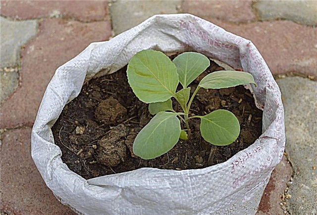 Fertilizing cabbage seedlings