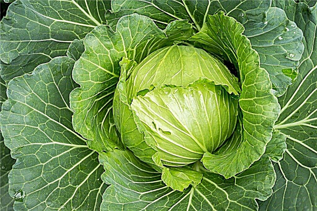 Characteristics of cabbage variety Rinda f1