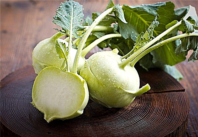 The benefits and harms of Kohlrabi cabbage