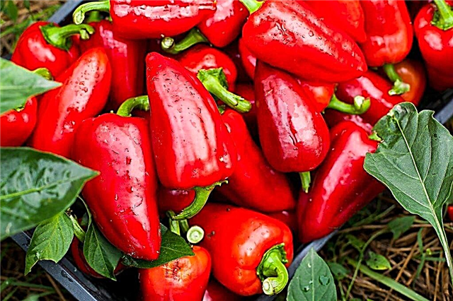 Characteristics of the temp pepper variety