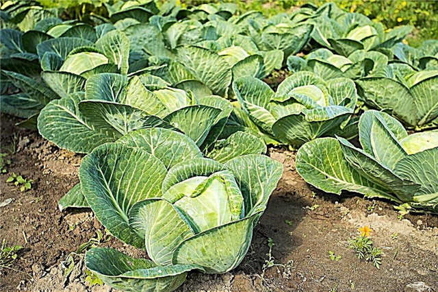 What crops can be planted after cabbage