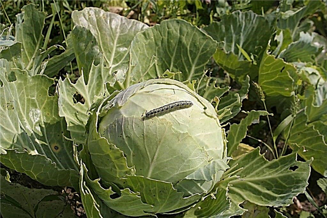 The use of folk remedies for processing cabbage from pests