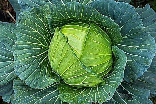 Characteristics of cabbage variety Vestri F1