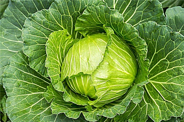 Description of cabbage Favorite