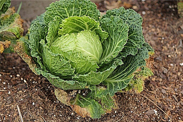 Diseases of cabbage and methods of dealing with them