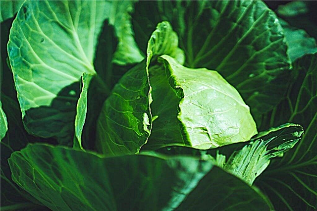 Characteristics of cabbage variety Parel f1