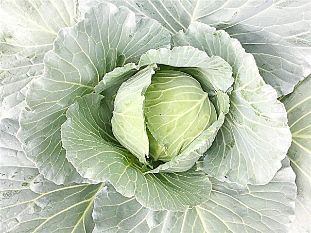 Characteristics of Muksuma cabbage