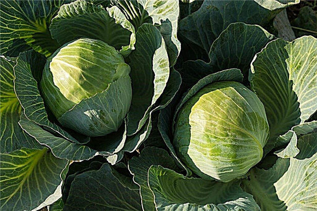 Characteristics of cabbage varieties Bronco f1